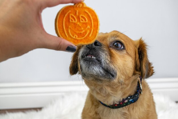 写真 ペット犬