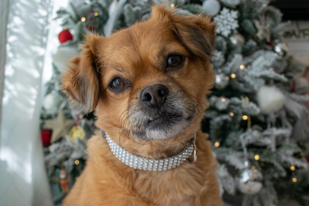 写真 ペット犬