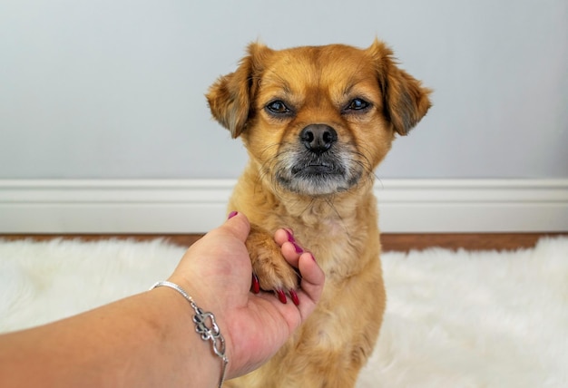 写真 ペット犬