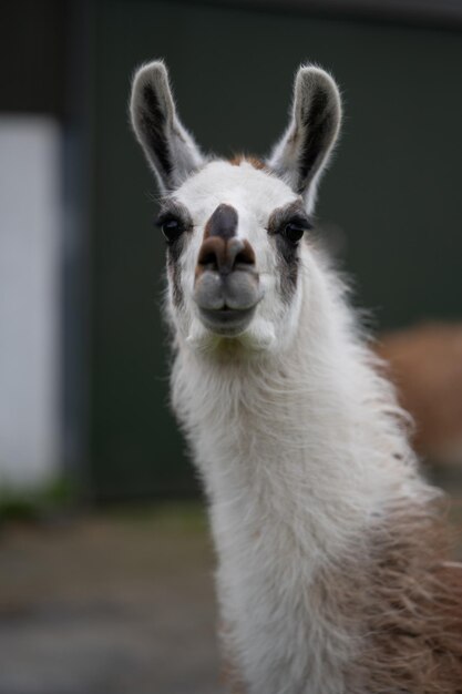 Pet farm animal photography with llama as a main subject