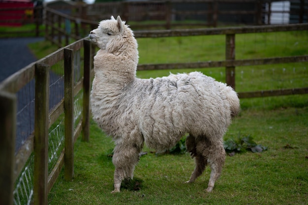 Pet farm White alpaca looking towards camera