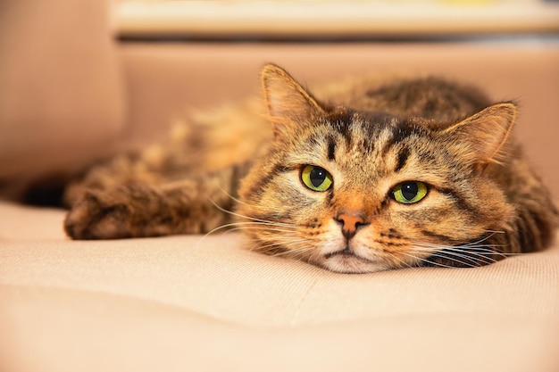 사진 애완 동물 푹신한 고양이 소파에 누워 cosiness 가정 분위기