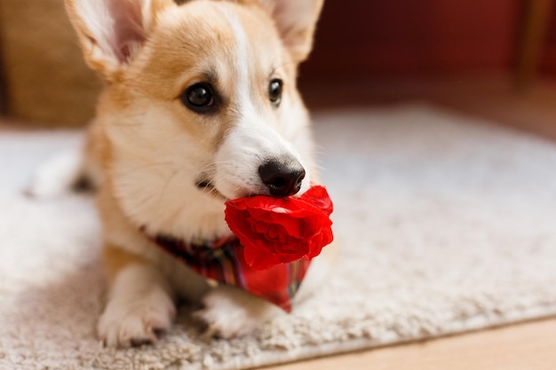 Pet girl corgi play rose flower inside