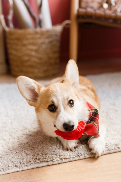 Pet girl corgi play rose flower inside