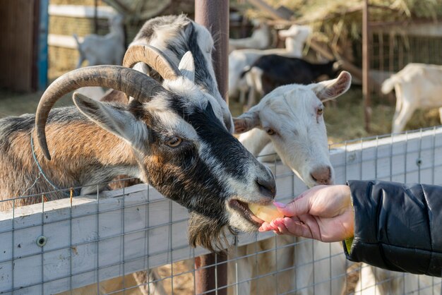 Pet goat on the farm yard. Country pets.