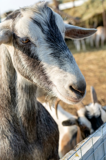 Capra da compagnia sul cortile della fattoria. animali domestici di campagna.