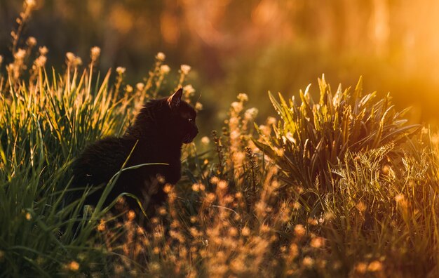 Photo pet in the grass cats and ticks in springtime sunset in the suburban
