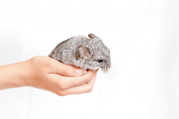 Pet Gray baby chinchilla on hand on isolated white background. The Concept Of Breeding