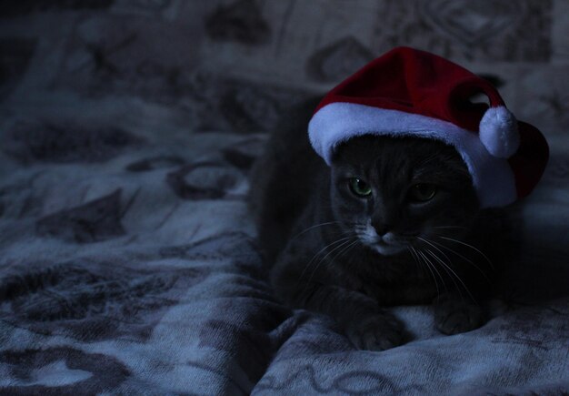 Photo pet grey cat in santa hat on grey background