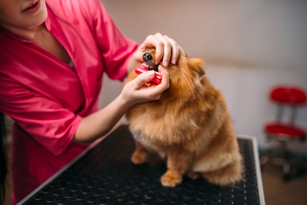 ペットグルーマーは、グルーミングサロンで犬の歯をきれいにします。家畜のためのプロの新郎と髪型