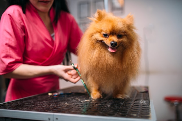 ペットグルーマーは犬のはさみの爪でカットします