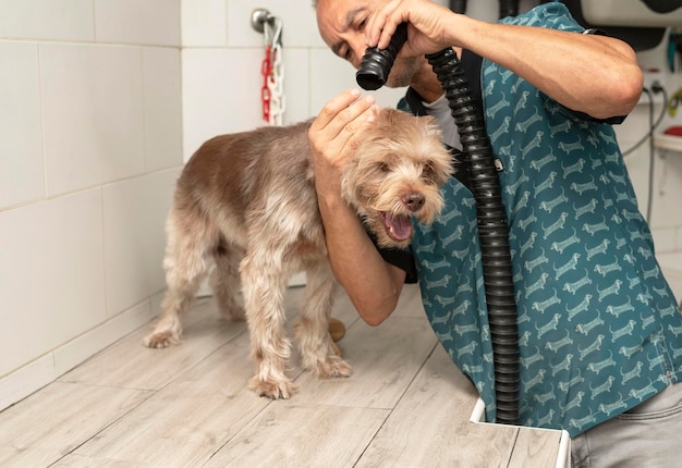 Pet groomer drying hair of a dog in pet salon