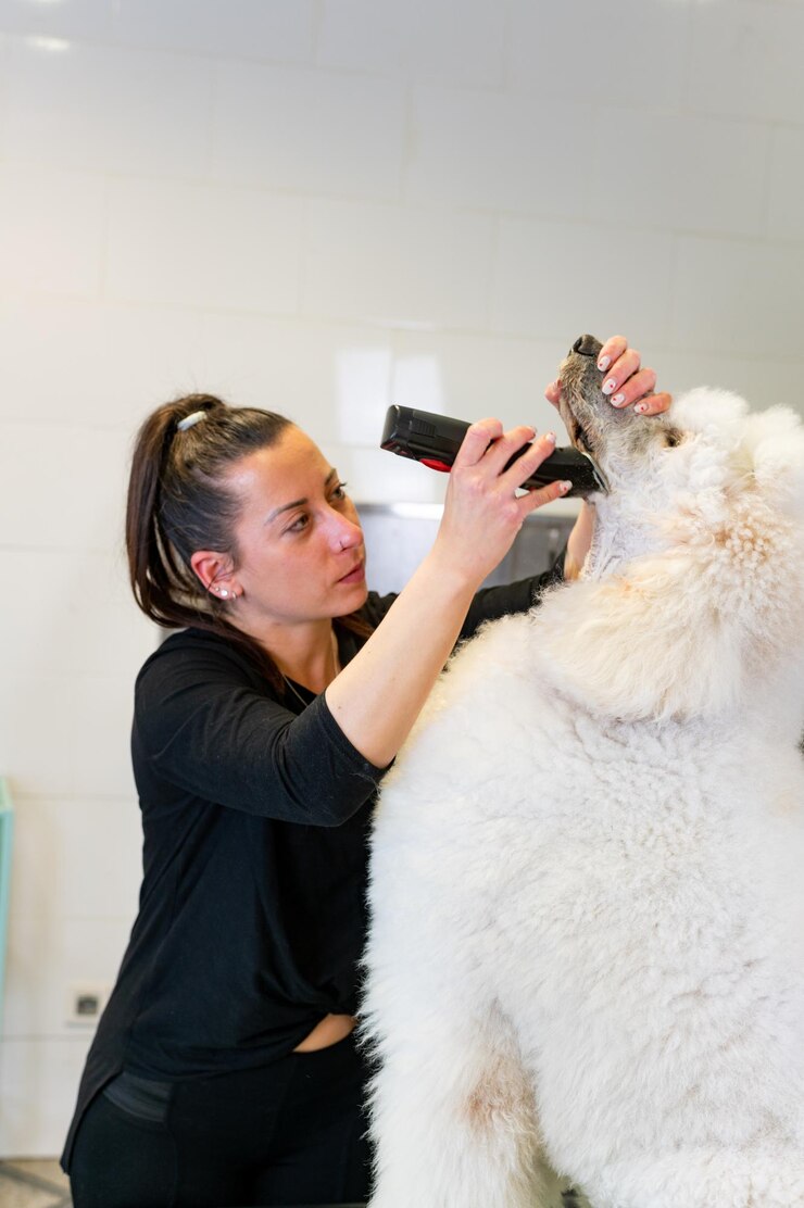 Photo pet groomer grooming dog at shop