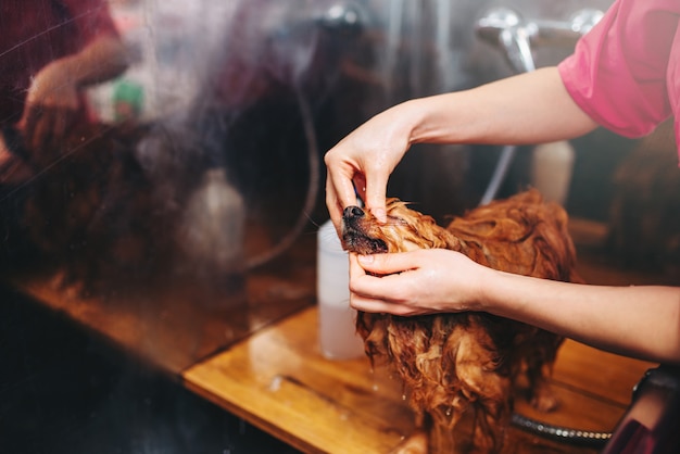 ペットのグルーマーの手、小さな犬と一緒に働く、グルーミングサロンで子犬を洗う。家畜のためのプロの新郎と髪型