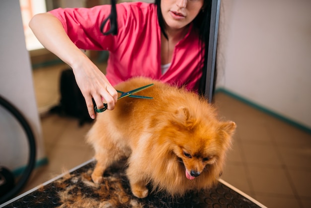 Pet groomer makes grooming dog