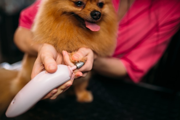 Pet groomer reinigt de klauwen van een hond in de trimsalon. Professionele bruidegom en kapsel voor huisdieren