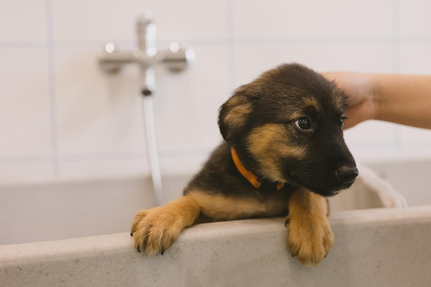 Pet groomer washing dog in grooming salonProfessional animal care service in vet clinic Veterinarian washes puppy doggy