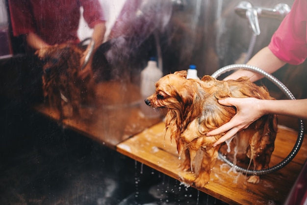 Pet grooming, dog washing in groomer salon