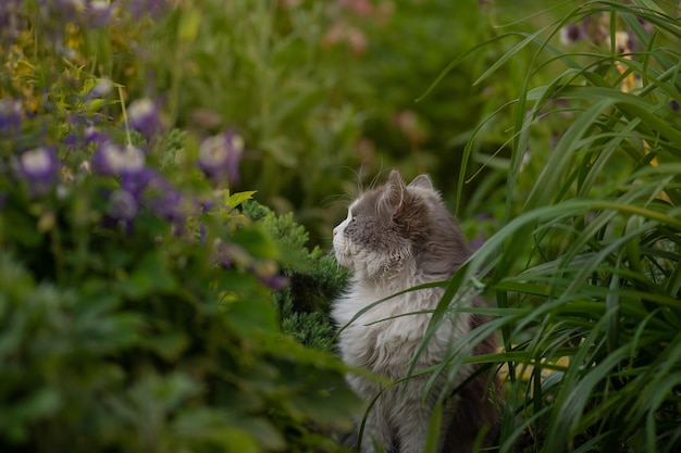 Pet having fun outdoor Attentive cat's profile Profile of an adult fluffy cat