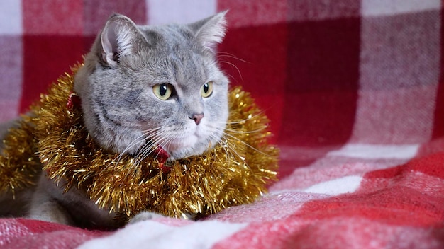 Домашнее животное - британский шотландский прямоухий кот на новый 2022 год Рождество на красном одеяле Крутое серое животное отмечает праздники