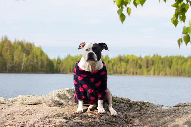 Photo a pet is sitting on a rock against the background of a forest lake republic of karelia