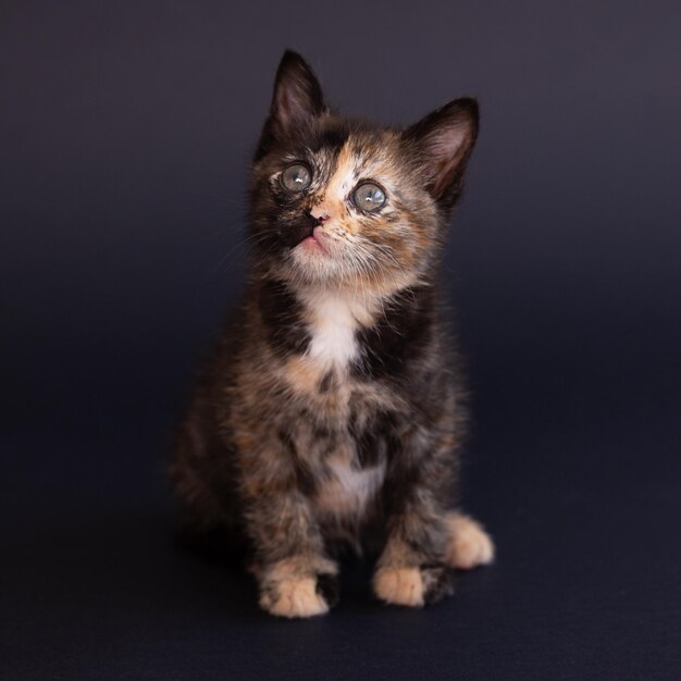 A pet kitten on a black background looks up.