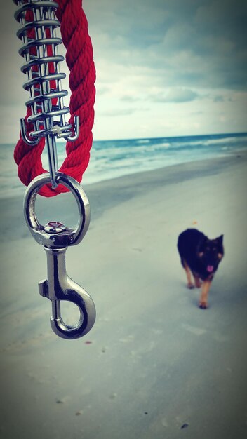 Photo pet leash hanging by dog at beach