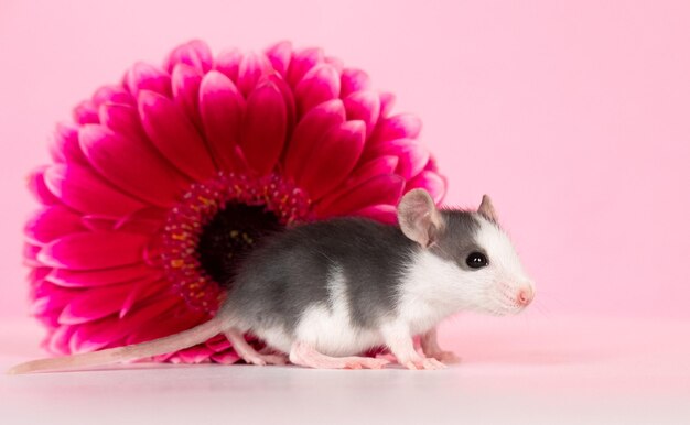 Pet Little Rat and big pink flower on a pink background