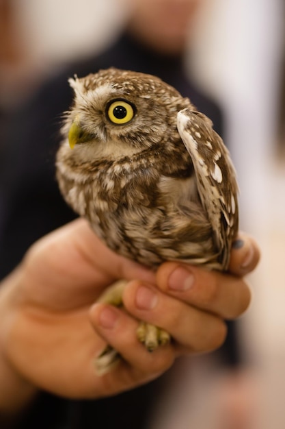 Pet Owl sitting on the hand