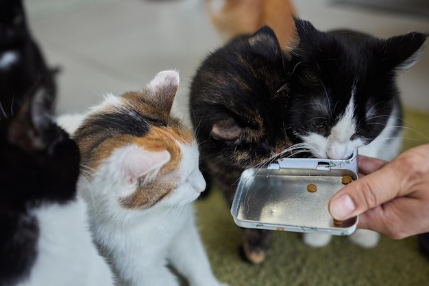 手のひらから乾燥食品の顆粒で猫に餌をやるペットの飼い主猫に御馳走を与える男性女性美しい国産の縞模様のぶち猫の子猫