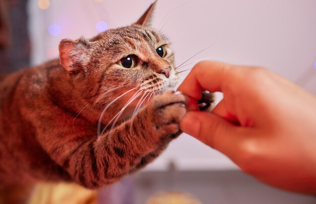 Pet owner feeding cat with dry food granules from hand palm man\
woman giving treat to cat beautiful domestic striped tabby feline\
kitten