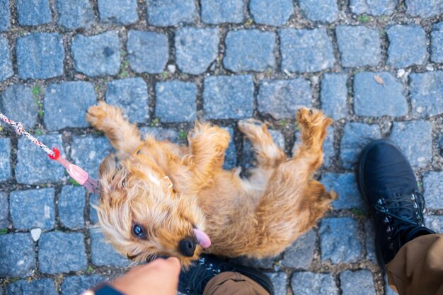 Pet owner in lisbon