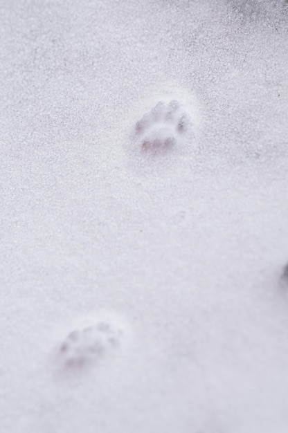 雪の上のペットの足跡