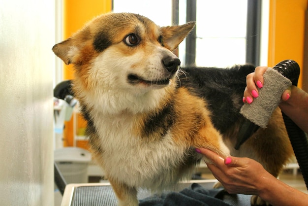 Pet professional master groomer blow drying corgi welsh pembroke dog after washing in grooming salon