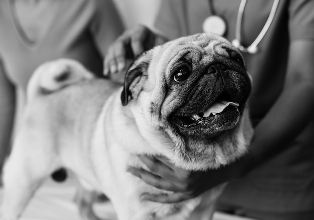 Pet pug in a hospital