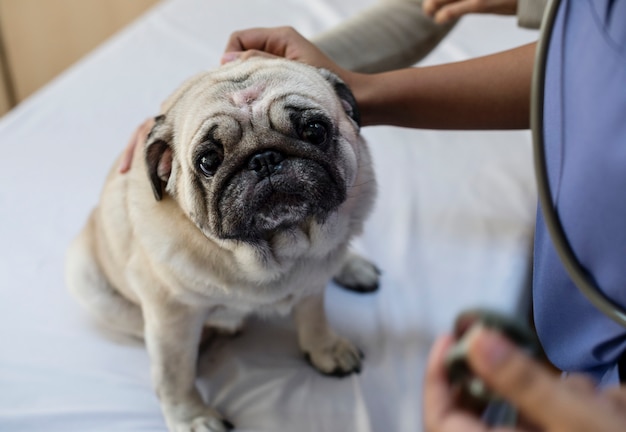 Pet pug in a hospital