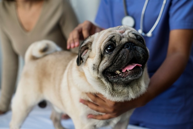 Pet pug in a veterinary clinic