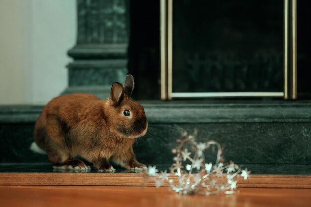 A pet rabbit near a green room fireplace