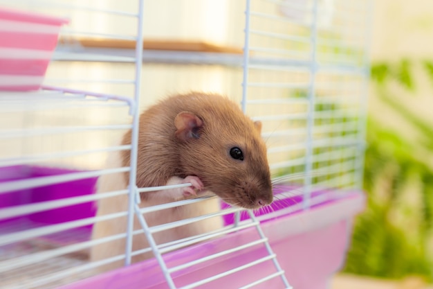 Pet rat looking out of its white cell