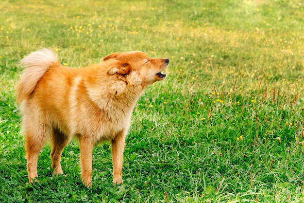 Pet Redhaired dog Finnish Spitz Background green glade and grass Hunting service KareloFinnish nimble dog Karelian Bear Dog