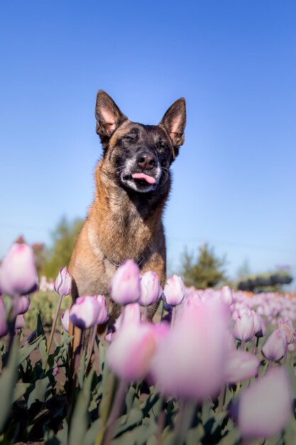 チューリップ畑のペット。走っている犬。ベルギーの羊飼いの犬.マリノア犬。警察犬。