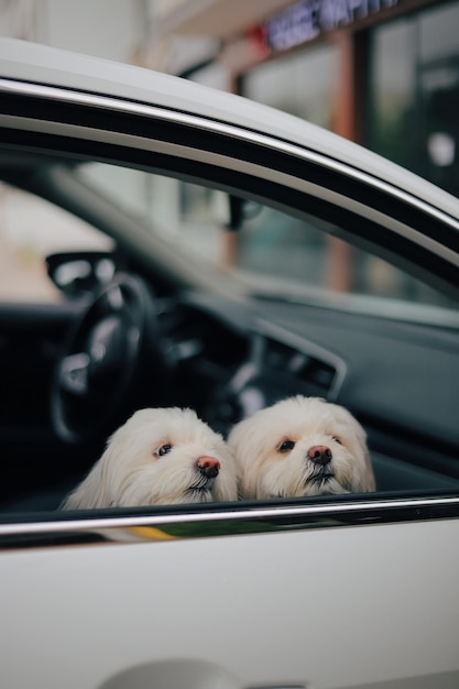 Pet in the vehicle