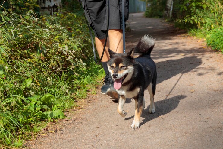 Photo 一只宠物与主人一起在公园里散步 黑色和棕色 日本的shiba inu品种在皮带上伸出她的舌头 跑在芬兰的公园中 欧洲