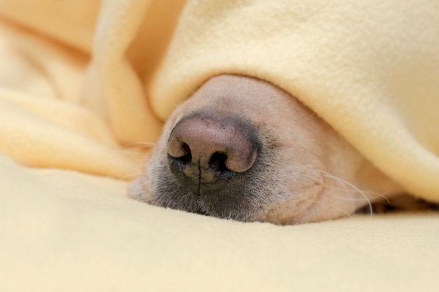  Pet warms under a yellow blanket in cold winter weather.Dog nose close up.