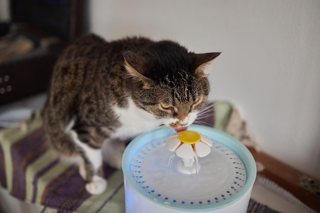 Pet water dispenser with automatic gravity refill