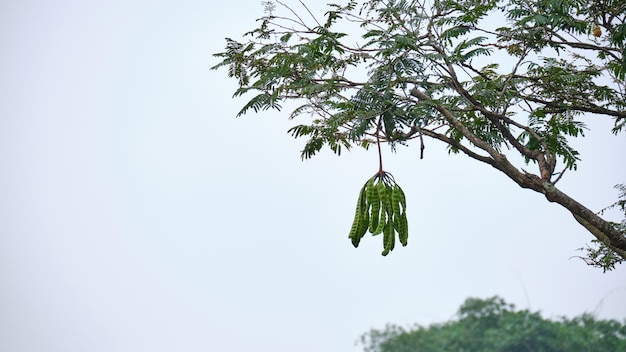 Petai Bomen die Vrucht dragen op Aanplantingsgebied