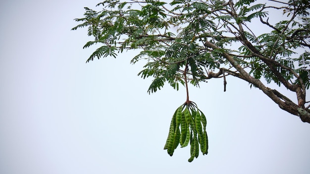 Petai Bomen die Vrucht dragen op Aanplantingsgebied