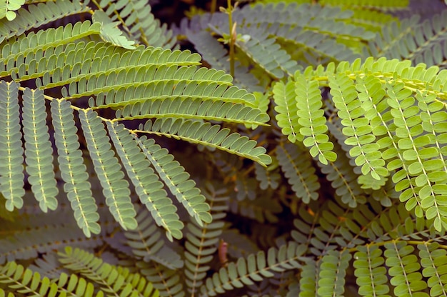 Petai leaves a common name in Indonesia for Parkia speciosa leaves Natural background