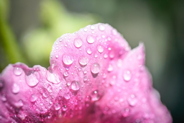 Petal of a mallow flower closeup in drops of dew macro nature