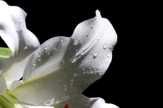 Petal of a white lily with drops on a dark background